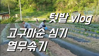 텃밭 vlog. 고구마순 심기. 열무솎아주기.