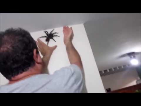 UNE ARAIGNÉE ATTAQUE UN HUMAIN !