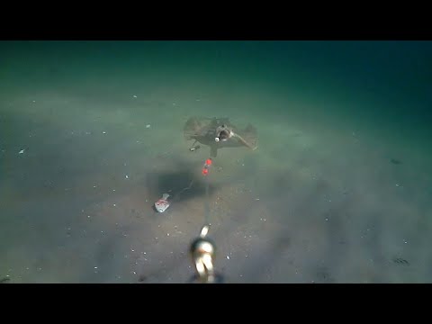 Plattfischangeln in der Eckernförder Bucht