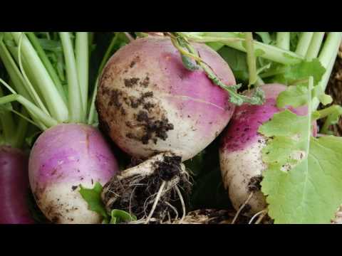 download lagu mp3 mp4 Turnip Flavor Profile, download lagu Turnip Flavor Profile gratis, unduh video klip Turnip Flavor Profile