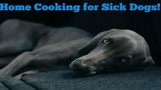 Sick Dog Food Recipes