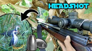 Download lagu BERBURU RUAK-RUAK‼️ Kita coba headshot setelah bidik dada gak langsung tumbang mp3