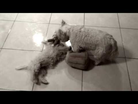 Tristan & Izzy:  Basso Buffo