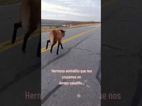 Sorpresa en Cayastá, Santa Fe: registran el paso de un aguará guazú en la zona de El Saladillo