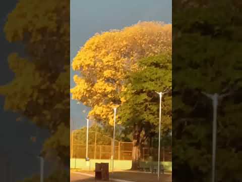 Porteirao Goiás....