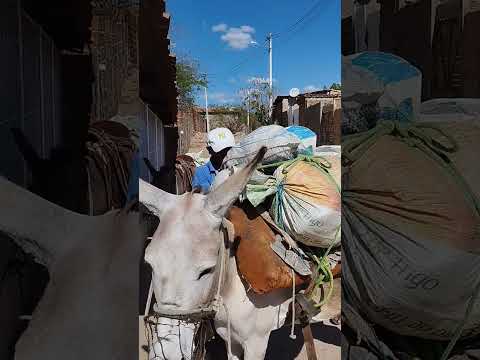 Acari Rio grande do Norte