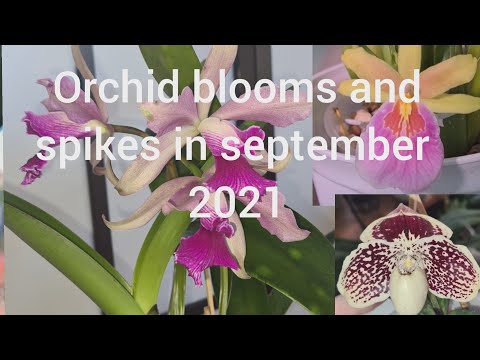 Orchid blooms and spikes in september 2021