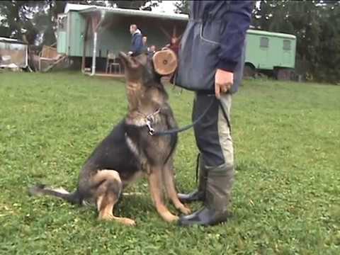 Mavrik z údolí Úpy (Vegas von der Burg Hinte x Honey z údolí Úpy) - poslušnost 10 měsíců