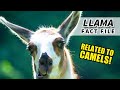 Llama facts: there are no wild llamas | Animal Fact Files