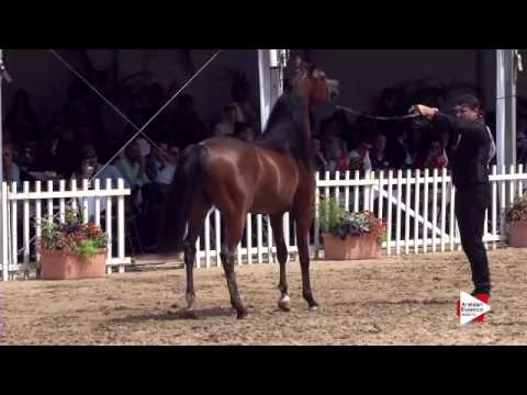 N.108 GALLARDO J - Menton 2015 - Colts 2 years old (Class 7)