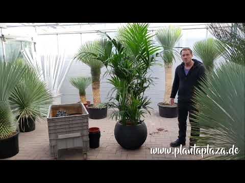 Kentia howea Palme (zimmerpflanzen) richtig schön umtopfen.