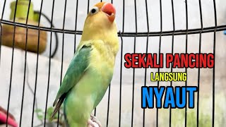 Download lagu Suara burung lovebird ngekek panjang sekali sekali pancing Lovebird Diam Pasti NYAUT mp3 Download lagu Suara burung lovebird ngekek panjang sekali sekali pancing Lovebird Diam Pasti NYAUT mp3