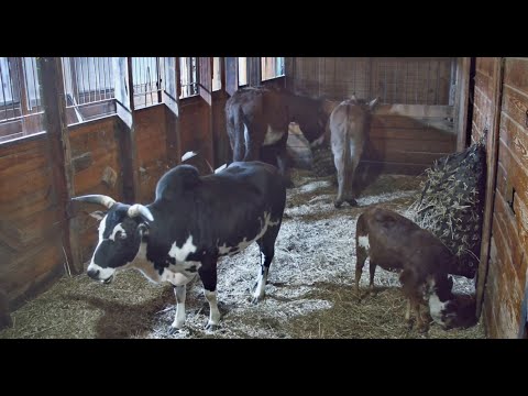 Goldys Farm Barn thumbnail