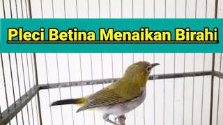 Download lagu AMPUH PLECI BETINA BEGINI PLECI BUXTONI BETINA MENAIKAN BIRAHI JANTAN PLECIMU RESPON (23/10/25) mp3 Download lagu AMPUH PLECI BETINA BEGINI PLECI BUXTONI BETINA MENAIKAN BIRAHI JANTAN PLECIMU RESPON (23/10/25) mp3