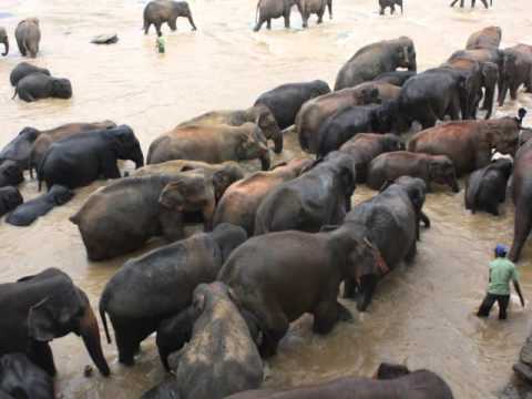 Elephant Orphange, Pinnawela Sri Lanka - Part 1