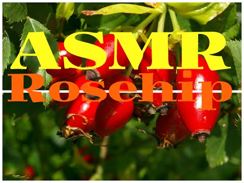 , title : 'ASMR The benefits and harms of rose hips'