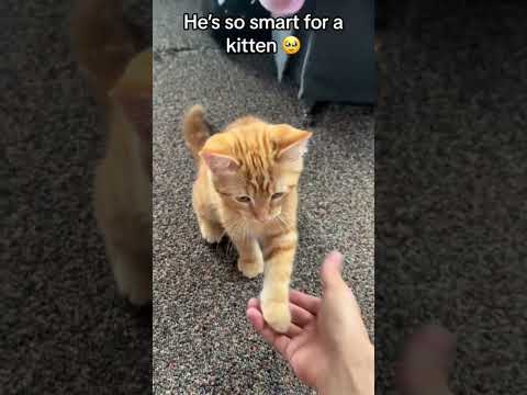 Cats The Masters of Understanding 👍🏻#cat #catsoftiktok #funny #funnycat #usa