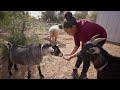 Marvel's Hero Project: Genesis the Amazing Animal Ally