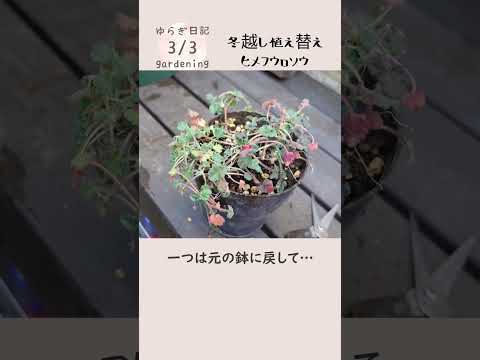 園芸 ヘベ、低木ベロニカ