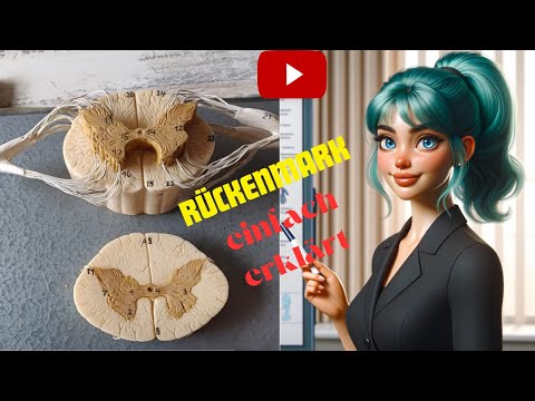 Rückenmark einfach erklärt.  Aufbau, Segmente & Funktionen für Medizinstudium & Therapieberufe