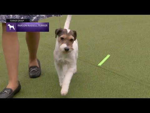 Parson Russell Terriers | Breed Judging 2023