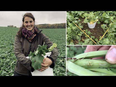 Aktuelle Situation Teil 2: Winterraps