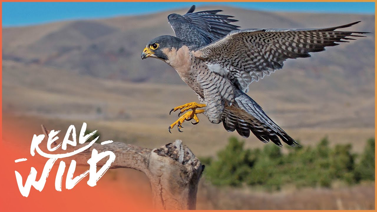 The 15 Best Documentaries About Falcons
