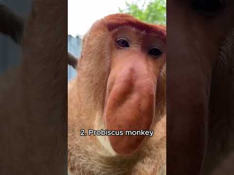 Weird sounds of different monkeys #monkey #animals #lemur #animalshorts