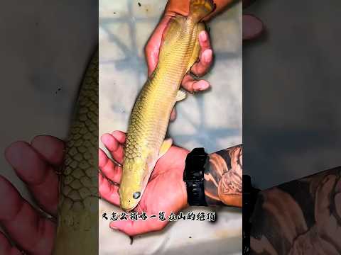 Cute baby 😳 Arapaima fish. #short #shorts #ytshort #arapaima #fishing #monsterfish #fish