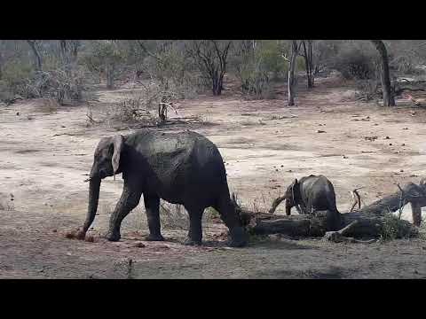 Djuma: Elephant and calf, Warthogs, Kudus, Nyala and Impala - 14:35 - 10/26/19