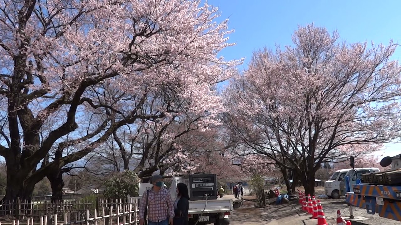 山高神代桜①20210323