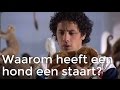 Waarom heeft een hond een staart? | Het Klokhuis