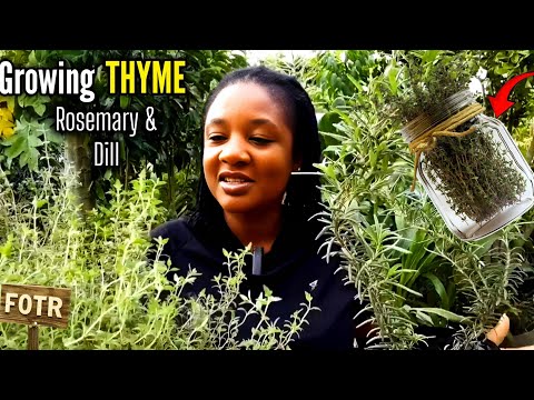 Container Herb Growing: Thyme, Rosemary & Dill Guide