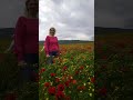 beautiful poppy field in Georgia