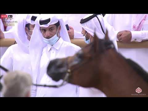 N 332 RETAJ ALNAAMAN   23rd Qatar National Arabian Horse Show   Colts 3 Years Old Class 8