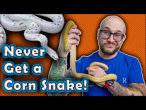 I REFUSE To Get A Corn Snake and YOU Shouldn't Either! Here's Why!