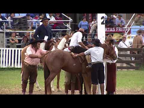 Argentine Basto Sunday 1/4 Criolla del Prado 2018