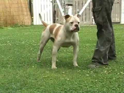 warriorbulls by caninedogproject