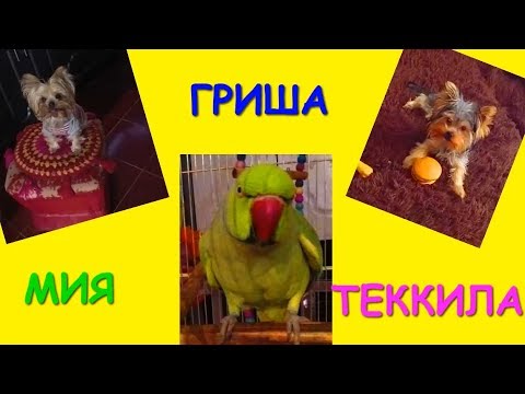 Попугай Григорий и Йорки Теккила и Мия / Parakeet Gregory and Yorky Tequila and MIA