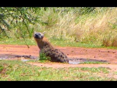 Injured Hyena bathing. Africa Animals cam. 01 September 2018