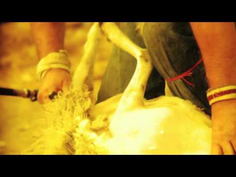 Du mouton à la laine... Aubusson / Felletin dans la Creuse