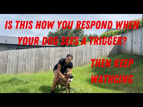 4 ways to stop dog reactivity on walks