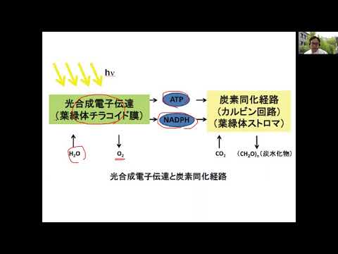 生命科学部　授業紹介（植物葉緑体の生化学的解析）