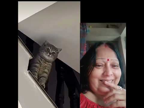 #everyonehighlightsfollowers #youtubeshorts