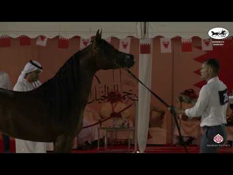 N 26 NASHMI AL RASHEDIAH   Bahrain Straight Egyptian Show 2021   Stallions 4+ Years Old Class 6A