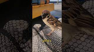 Download lagu 참새가 안날라가는 이유는 ..? #참새 #rescue #shorts mp3