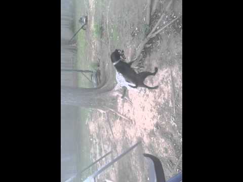 my two dogs are having fun together