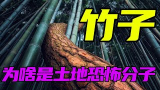 [問卦] 有人看過竹子開的花嗎？