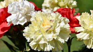 LOS CLAVELES DE GRANADA -   MANOLO ESCOBAR