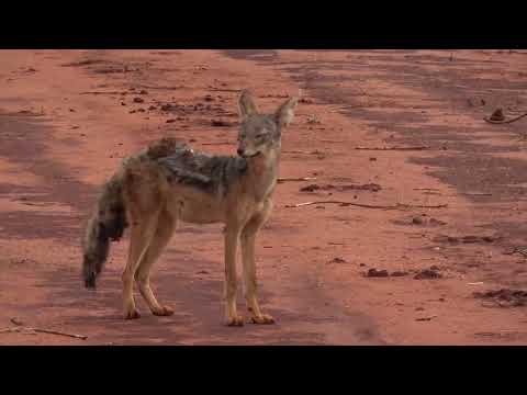Kenya Wildlife Expedition.24 January - 13 February 2026.Episode three.